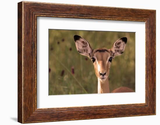 Impala Portrait, Ruaha National Park, Tanzania - an Alert Ewe Stares Directly at the Camera-William Gray-Framed Photographic Print