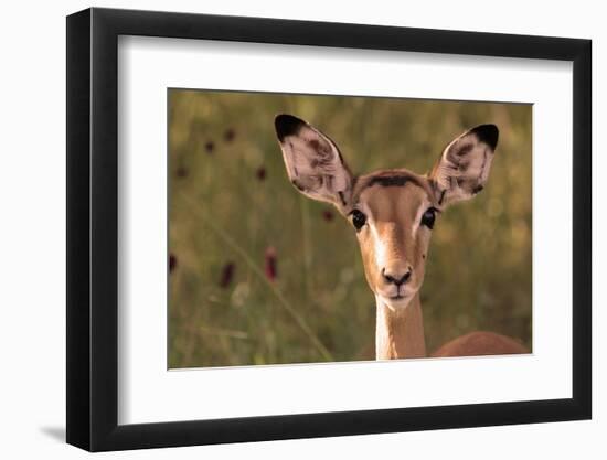 Impala Portrait, Ruaha National Park, Tanzania - an Alert Ewe Stares Directly at the Camera-William Gray-Framed Photographic Print