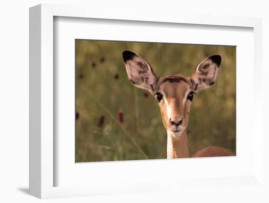 Impala Portrait, Ruaha National Park, Tanzania - an Alert Ewe Stares Directly at the Camera-William Gray-Framed Photographic Print