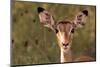 Impala Portrait, Ruaha National Park, Tanzania - an Alert Ewe Stares Directly at the Camera-William Gray-Mounted Photographic Print