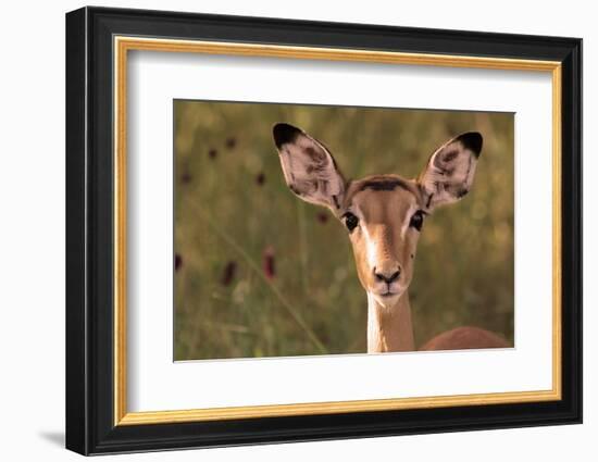 Impala Portrait, Ruaha National Park, Tanzania - an Alert Ewe Stares Directly at the Camera-William Gray-Framed Photographic Print