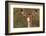 Impala Portrait, Ruaha National Park, Tanzania - an Alert Ewe Stares Directly at the Camera-William Gray-Framed Photographic Print