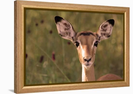 Impala Portrait, Ruaha National Park, Tanzania - an Alert Ewe Stares Directly at the Camera-William Gray-Framed Premier Image Canvas