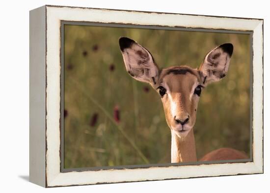 Impala Portrait, Ruaha National Park, Tanzania - an Alert Ewe Stares Directly at the Camera-William Gray-Framed Premier Image Canvas