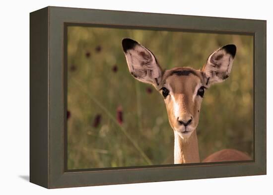 Impala Portrait, Ruaha National Park, Tanzania - an Alert Ewe Stares Directly at the Camera-William Gray-Framed Premier Image Canvas