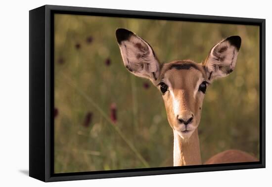 Impala Portrait, Ruaha National Park, Tanzania - an Alert Ewe Stares Directly at the Camera-William Gray-Framed Premier Image Canvas