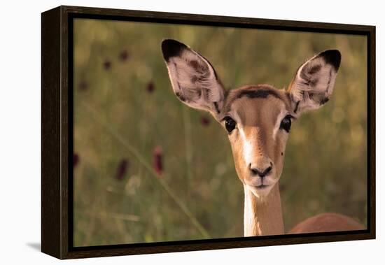 Impala Portrait, Ruaha National Park, Tanzania - an Alert Ewe Stares Directly at the Camera-William Gray-Framed Premier Image Canvas