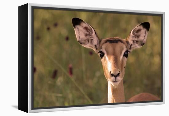 Impala Portrait, Ruaha National Park, Tanzania - an Alert Ewe Stares Directly at the Camera-William Gray-Framed Premier Image Canvas