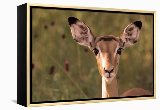 Impala Portrait, Ruaha National Park, Tanzania - an Alert Ewe Stares Directly at the Camera-William Gray-Framed Premier Image Canvas