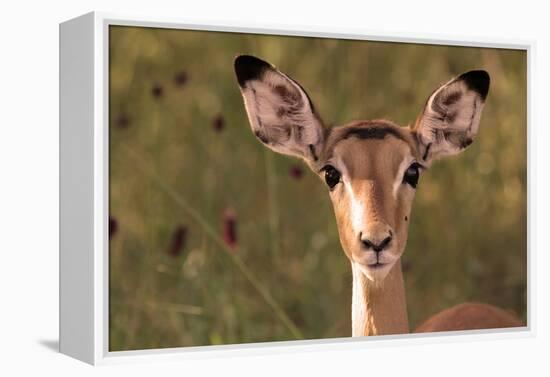 Impala Portrait, Ruaha National Park, Tanzania - an Alert Ewe Stares Directly at the Camera-William Gray-Framed Premier Image Canvas