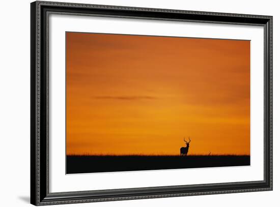Impala Silhouette at Sunrise-Paul Souders-Framed Photographic Print