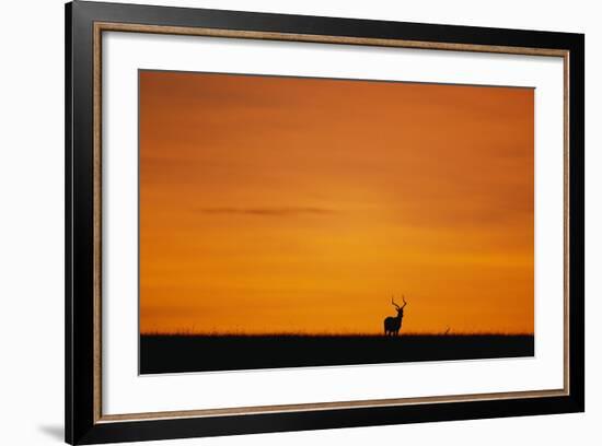 Impala Silhouette at Sunrise-Paul Souders-Framed Photographic Print