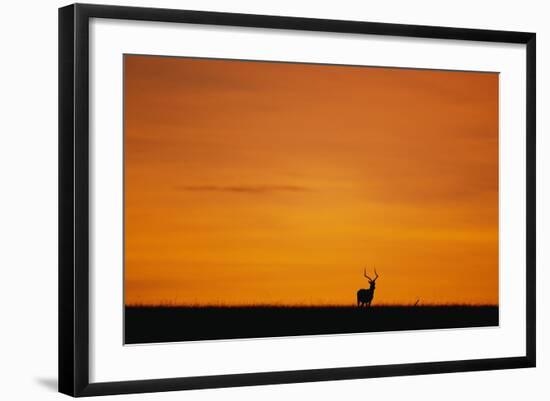 Impala Silhouette at Sunrise-Paul Souders-Framed Photographic Print