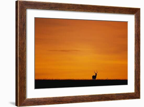 Impala Silhouette at Sunrise-Paul Souders-Framed Photographic Print