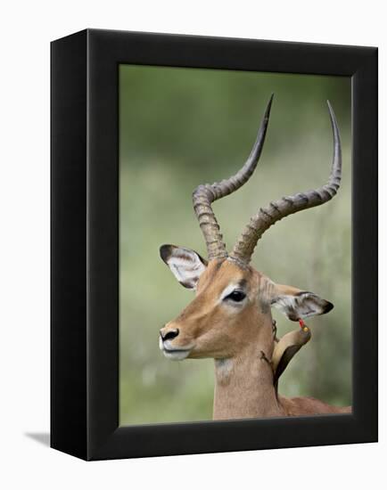 Impala with a Red-Billed Oxpecker Cleaning its Ear, Kruger National Park, South Africa-James Hager-Framed Premier Image Canvas