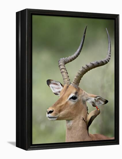 Impala with a Red-Billed Oxpecker Cleaning its Ear, Kruger National Park, South Africa-James Hager-Framed Premier Image Canvas