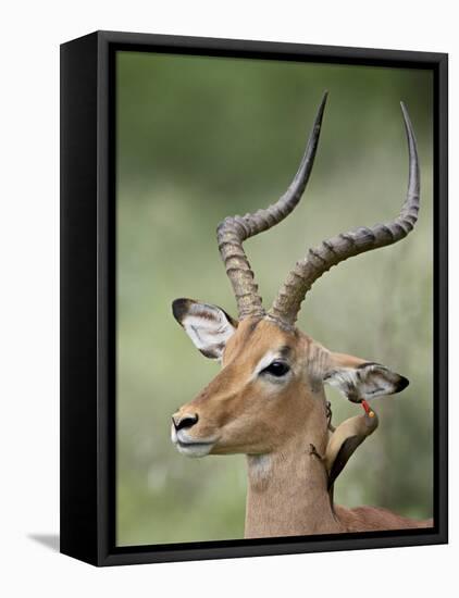 Impala with a Red-Billed Oxpecker Cleaning its Ear, Kruger National Park, South Africa-James Hager-Framed Premier Image Canvas