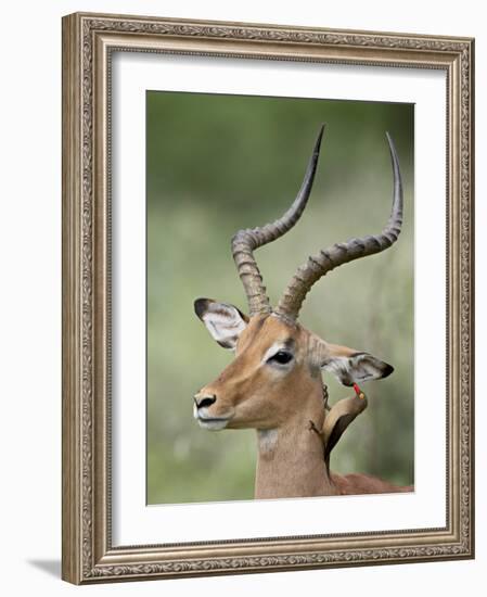 Impala with a Red-Billed Oxpecker Cleaning its Ear, Kruger National Park, South Africa-James Hager-Framed Photographic Print
