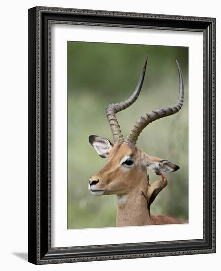 Impala with a Red-Billed Oxpecker Cleaning its Ear, Kruger National Park, South Africa-James Hager-Framed Photographic Print