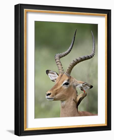 Impala with a Red-Billed Oxpecker Cleaning its Ear, Kruger National Park, South Africa-James Hager-Framed Photographic Print