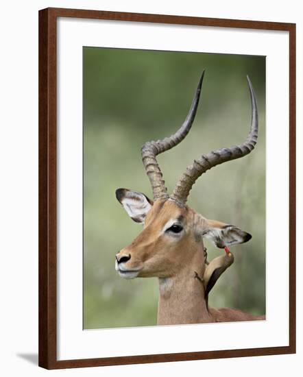 Impala with a Red-Billed Oxpecker Cleaning its Ear, Kruger National Park, South Africa-James Hager-Framed Photographic Print