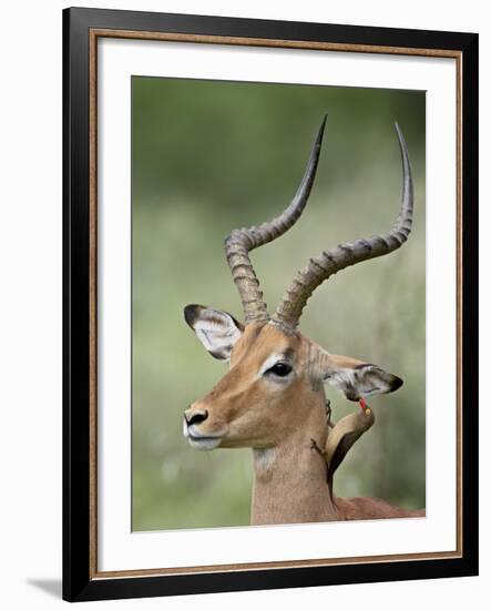 Impala with a Red-Billed Oxpecker Cleaning its Ear, Kruger National Park, South Africa-James Hager-Framed Photographic Print