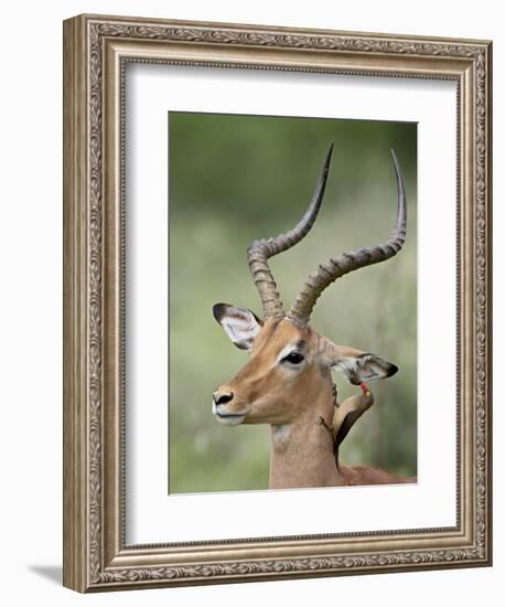 Impala with a Red-Billed Oxpecker Cleaning its Ear, Kruger National Park, South Africa-James Hager-Framed Photographic Print