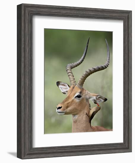 Impala with a Red-Billed Oxpecker Cleaning its Ear, Kruger National Park, South Africa-James Hager-Framed Photographic Print