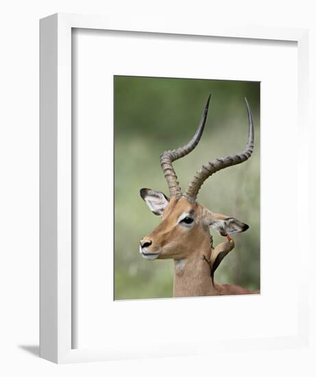 Impala with a Red-Billed Oxpecker Cleaning its Ear, Kruger National Park, South Africa-James Hager-Framed Photographic Print