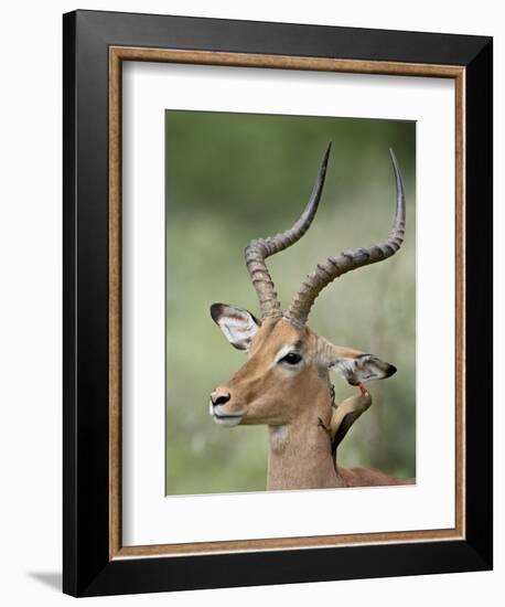 Impala with a Red-Billed Oxpecker Cleaning its Ear, Kruger National Park, South Africa-James Hager-Framed Photographic Print