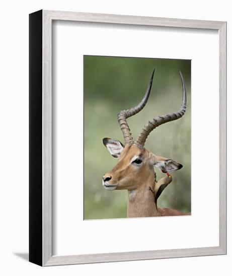 Impala with a Red-Billed Oxpecker Cleaning its Ear, Kruger National Park, South Africa-James Hager-Framed Photographic Print