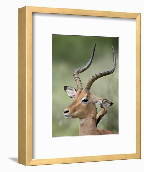 Impala with a Red-Billed Oxpecker Cleaning its Ear, Kruger National Park, South Africa-James Hager-Framed Photographic Print