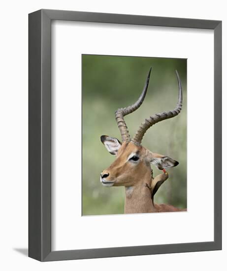 Impala with a Red-Billed Oxpecker Cleaning its Ear, Kruger National Park, South Africa-James Hager-Framed Photographic Print