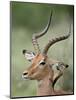 Impala with a Red-Billed Oxpecker Cleaning its Ear, Kruger National Park, South Africa-James Hager-Mounted Photographic Print