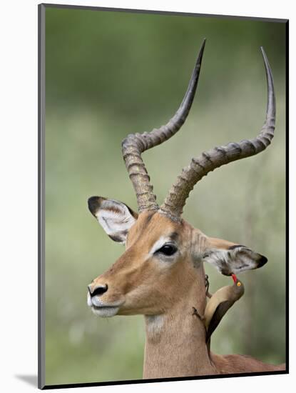 Impala with a Red-Billed Oxpecker Cleaning its Ear, Kruger National Park, South Africa-James Hager-Mounted Photographic Print