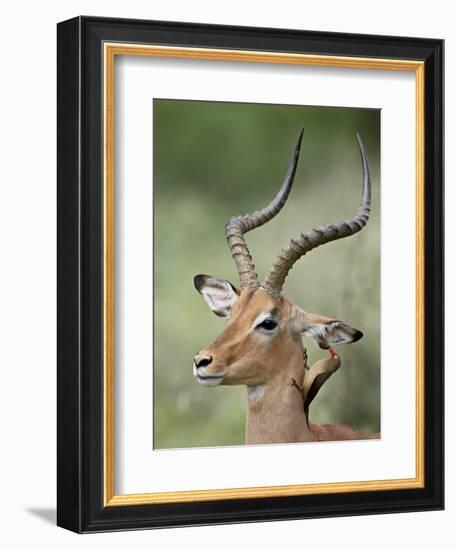 Impala with a Red-Billed Oxpecker Cleaning its Ear, Kruger National Park, South Africa-James Hager-Framed Photographic Print