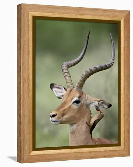 Impala with a Red-Billed Oxpecker Cleaning its Ear, Kruger National Park, South Africa-James Hager-Framed Premier Image Canvas