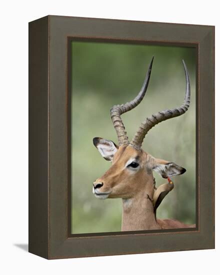 Impala with a Red-Billed Oxpecker Cleaning its Ear, Kruger National Park, South Africa-James Hager-Framed Premier Image Canvas