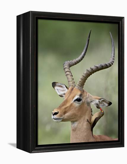 Impala with a Red-Billed Oxpecker Cleaning its Ear, Kruger National Park, South Africa-James Hager-Framed Premier Image Canvas