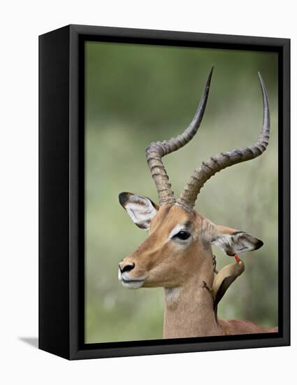 Impala with a Red-Billed Oxpecker Cleaning its Ear, Kruger National Park, South Africa-James Hager-Framed Premier Image Canvas