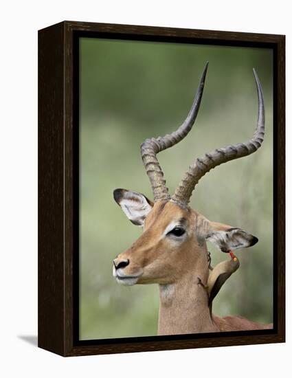 Impala with a Red-Billed Oxpecker Cleaning its Ear, Kruger National Park, South Africa-James Hager-Framed Premier Image Canvas