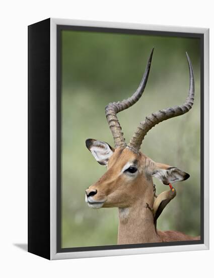 Impala with a Red-Billed Oxpecker Cleaning its Ear, Kruger National Park, South Africa-James Hager-Framed Premier Image Canvas