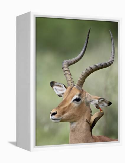 Impala with a Red-Billed Oxpecker Cleaning its Ear, Kruger National Park, South Africa-James Hager-Framed Premier Image Canvas