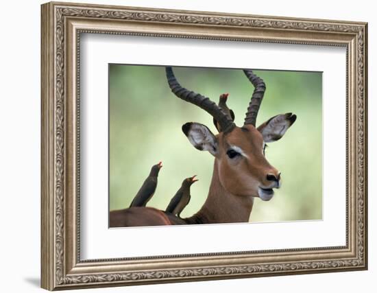 Impala With Oxpeckers. Kruger National Park, South Africa-Tony Heald-Framed Photographic Print