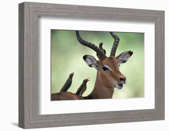 Impala With Oxpeckers. Kruger National Park, South Africa-Tony Heald-Framed Photographic Print