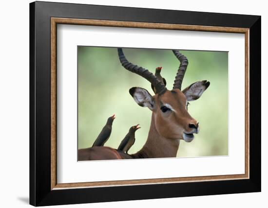 Impala With Oxpeckers. Kruger National Park, South Africa-Tony Heald-Framed Photographic Print
