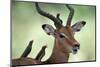 Impala With Oxpeckers. Kruger National Park, South Africa-Tony Heald-Mounted Photographic Print