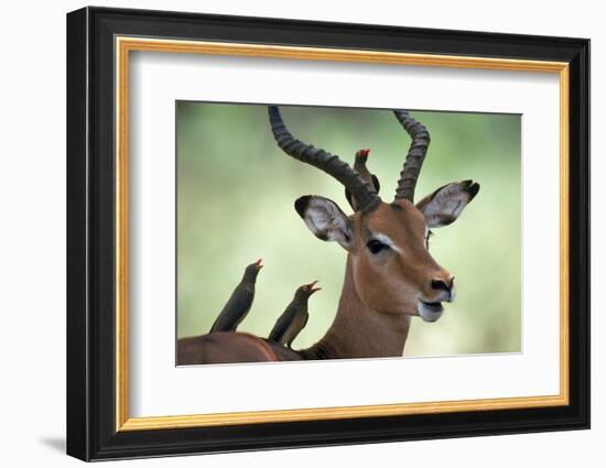 Impala With Oxpeckers. Kruger National Park, South Africa-Tony Heald-Framed Photographic Print