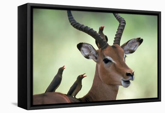 Impala With Oxpeckers. Kruger National Park, South Africa-Tony Heald-Framed Premier Image Canvas