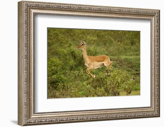 Impala-Mary Ann McDonald-Framed Photographic Print